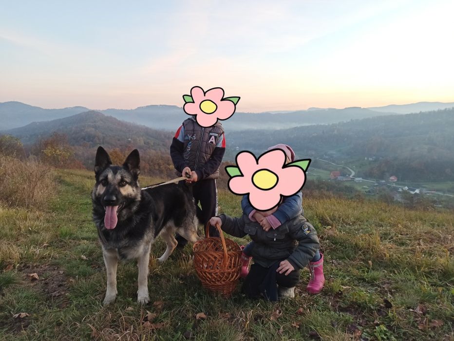 Східно європейська німецька вівчарка собака для вязки