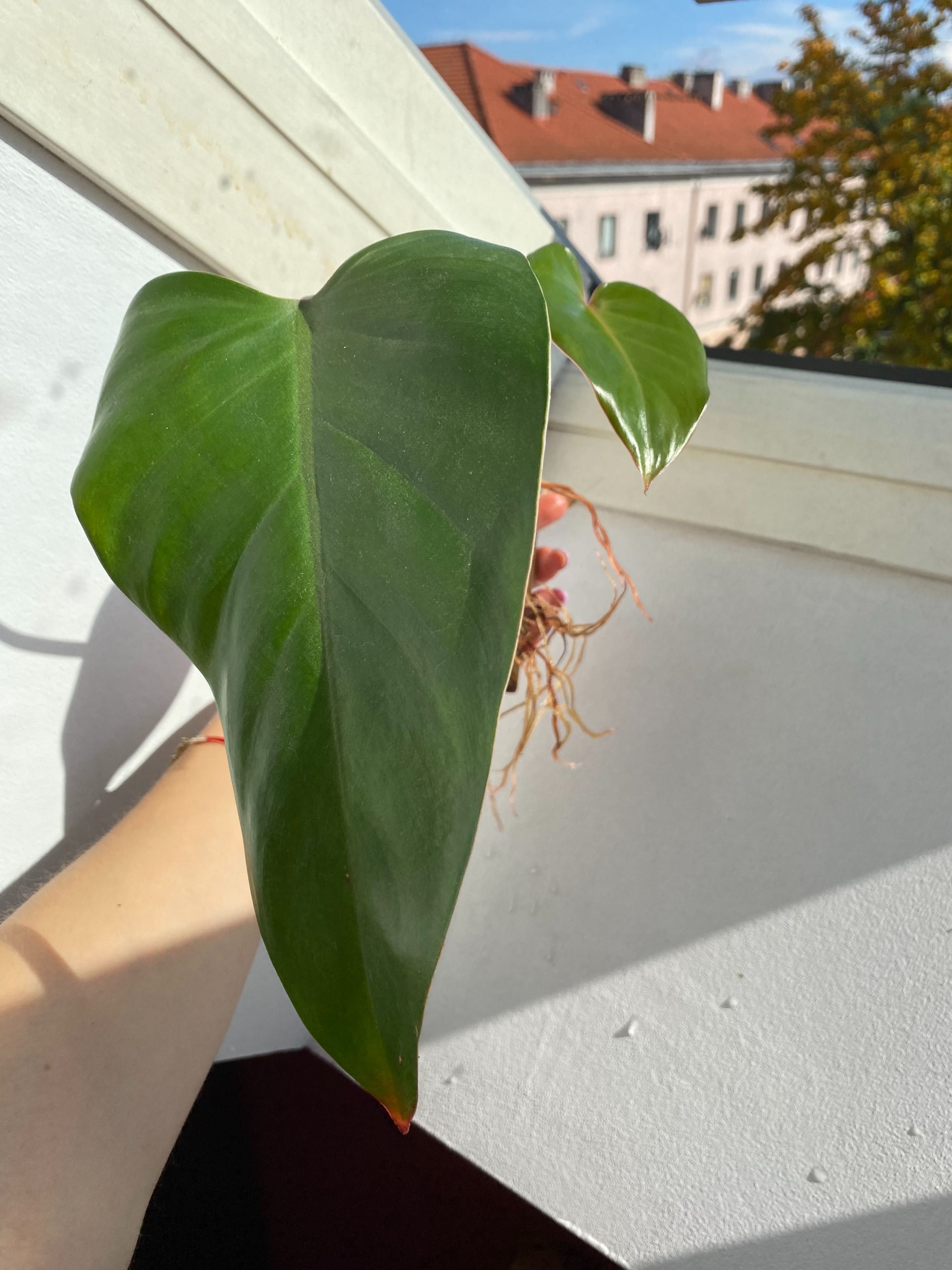 Philodendron Twin Wing