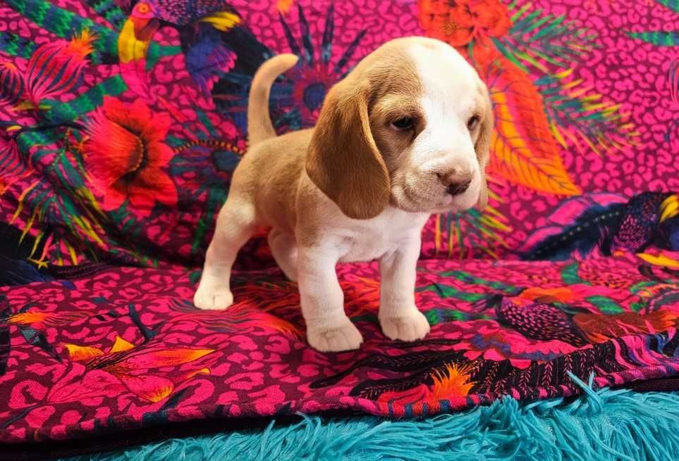 BEAGLE-unikatowy kolor -hare pied-suczka