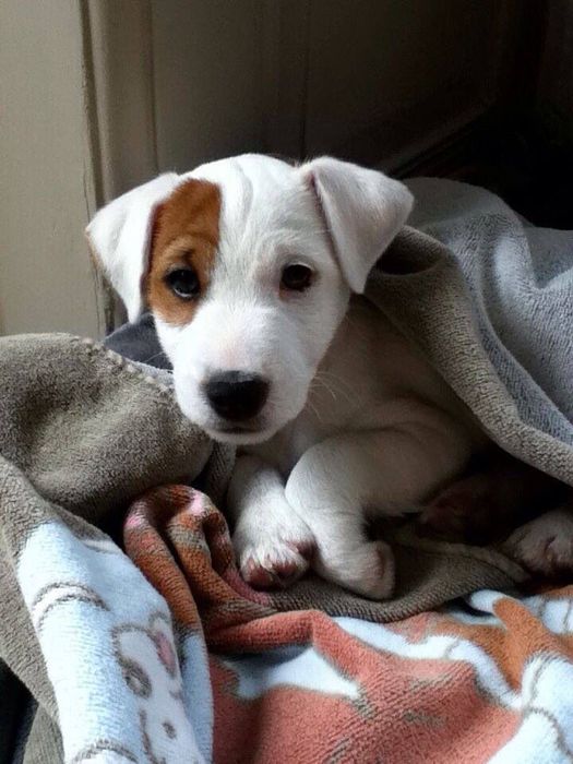 Джек рассел терʼєр, шикарні дівчатка та хлопчик.