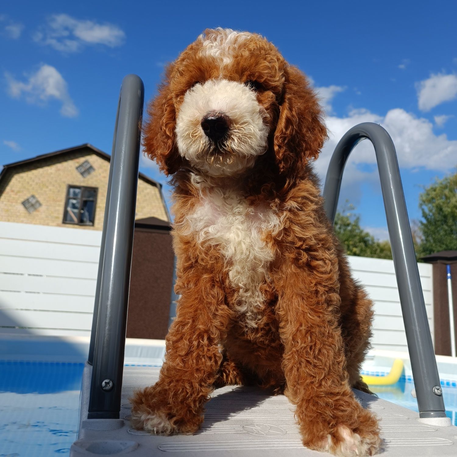 Ексклюзив. Хлопчик Goldendoodle F1b. Київ