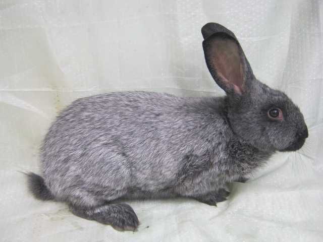кролики полтавське срібло самці