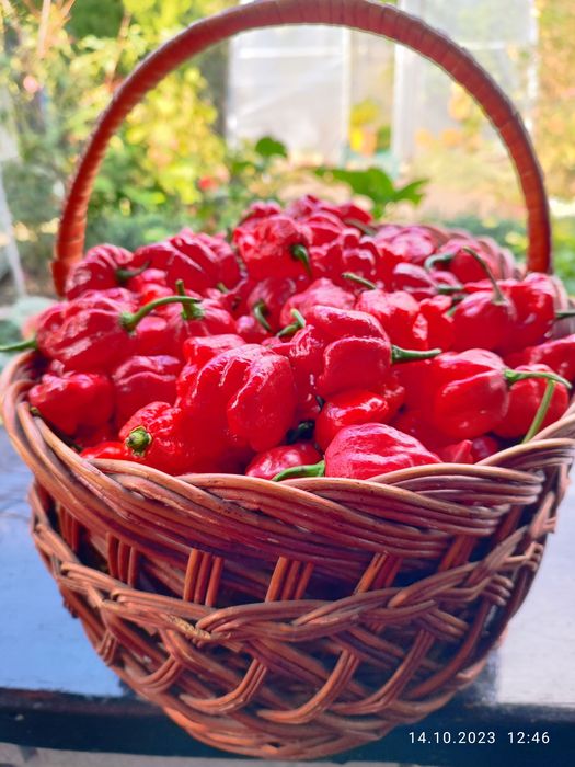 Carolina Reaper надгострий перець.