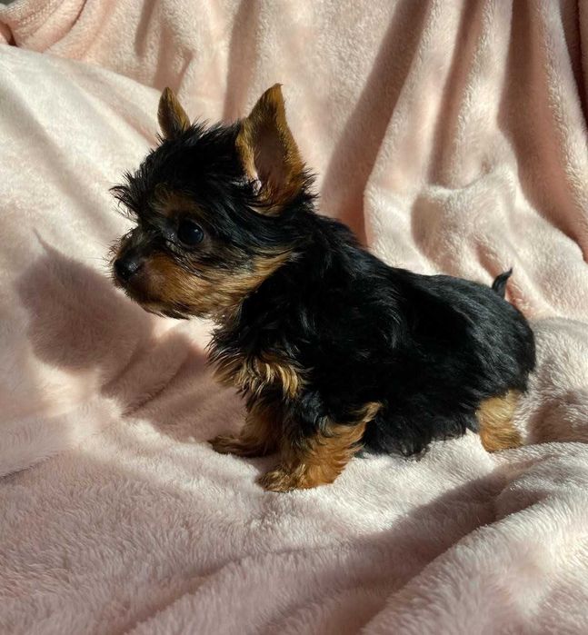 Dodo i Dusia  gotowi do zmiany domku