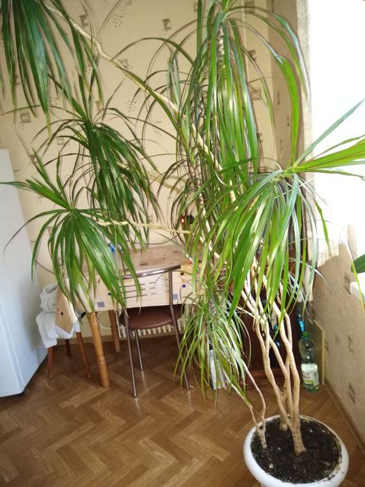 Продам цветок драцена