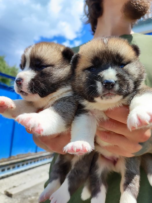 Продаж американські акіти