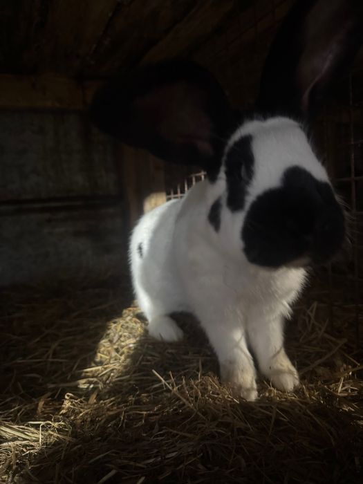 Królik srokacz olbrzymi