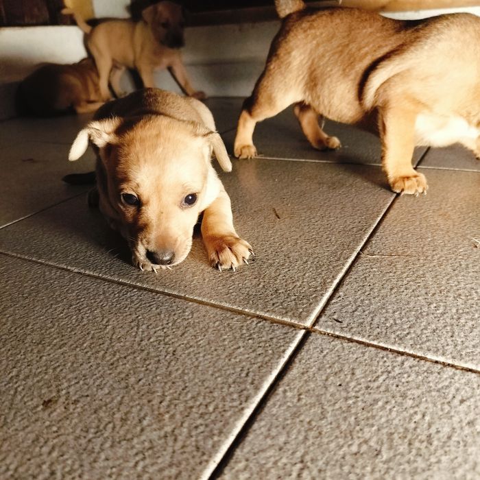 Cãezinhos descendentes de Pinscher – 1 mês – porte médio/pequeno