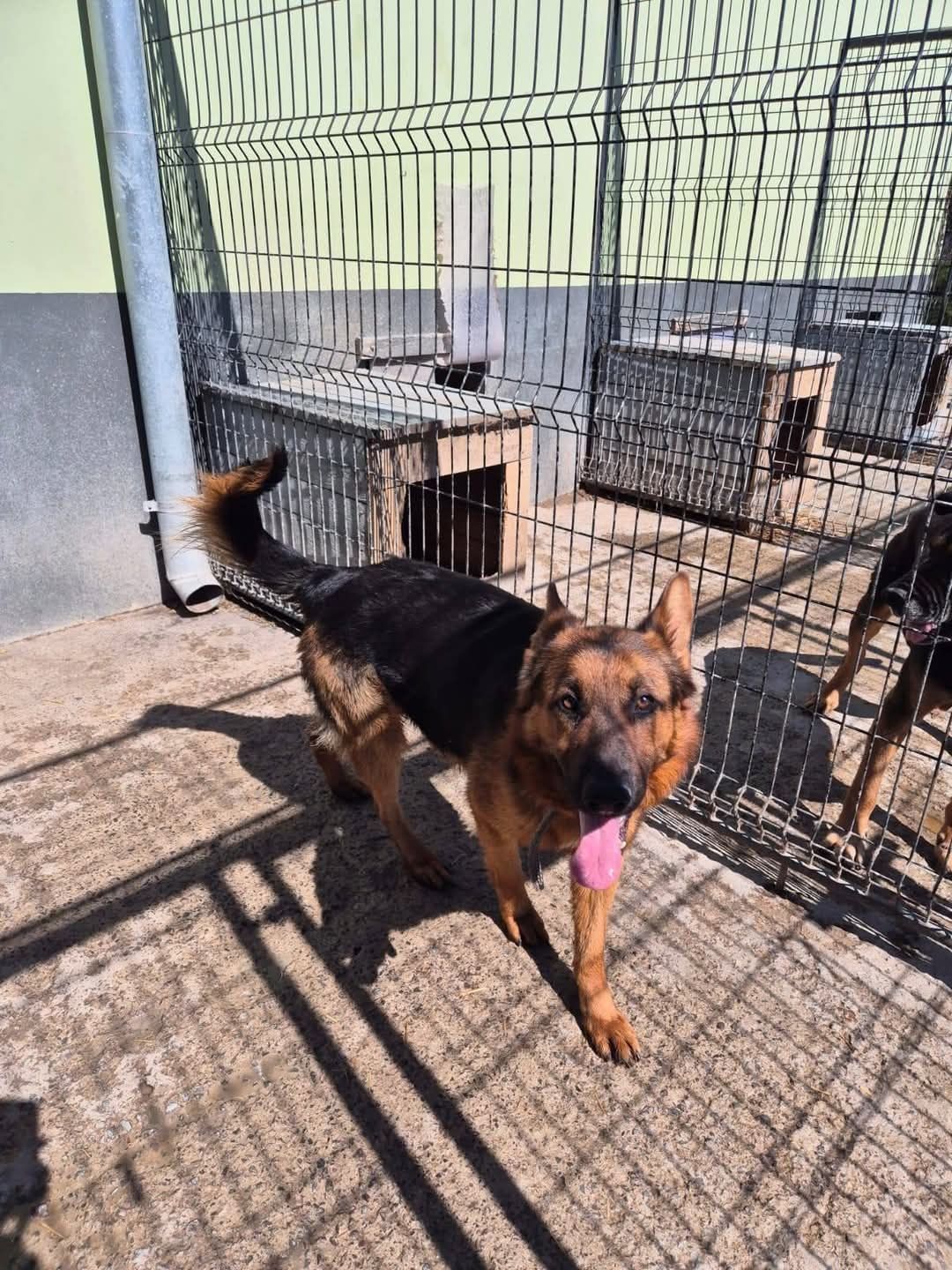 Owczarek Burbon szuka odpowiedzialnego domu. Adopcja tymczas
