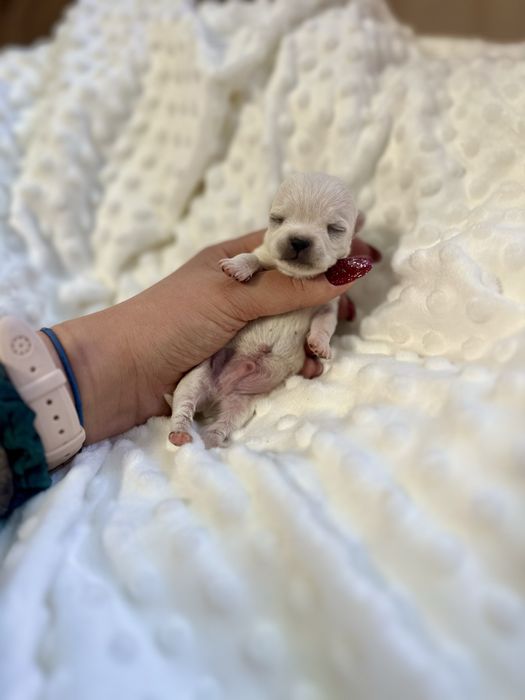 Szczenieta chihuahua z metrykami FCI ZKwP gen husky