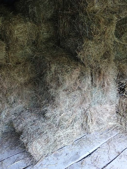 Siano w kostkach szt. 7 zł