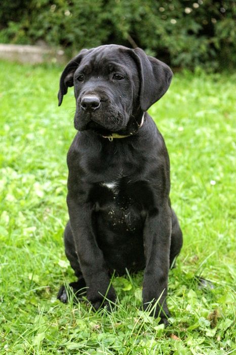 Cane corso sunia zkwp