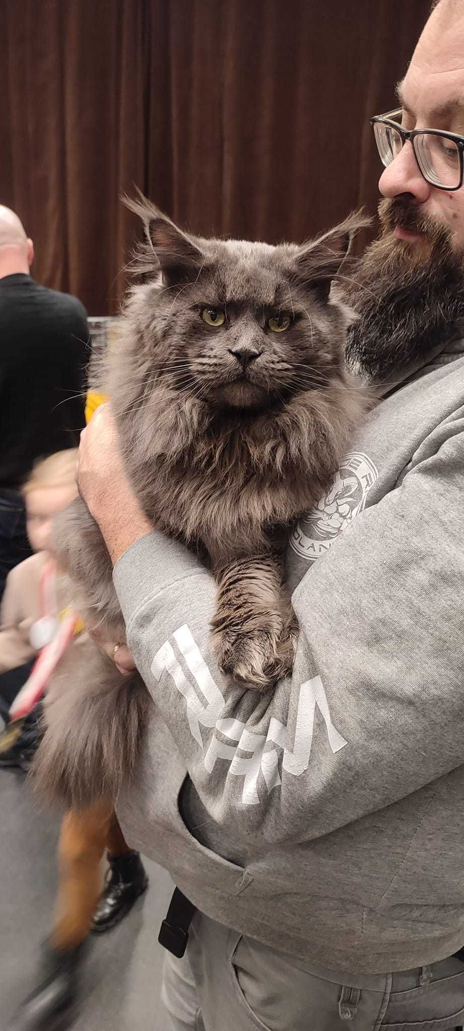 Kocurek Maine Coon