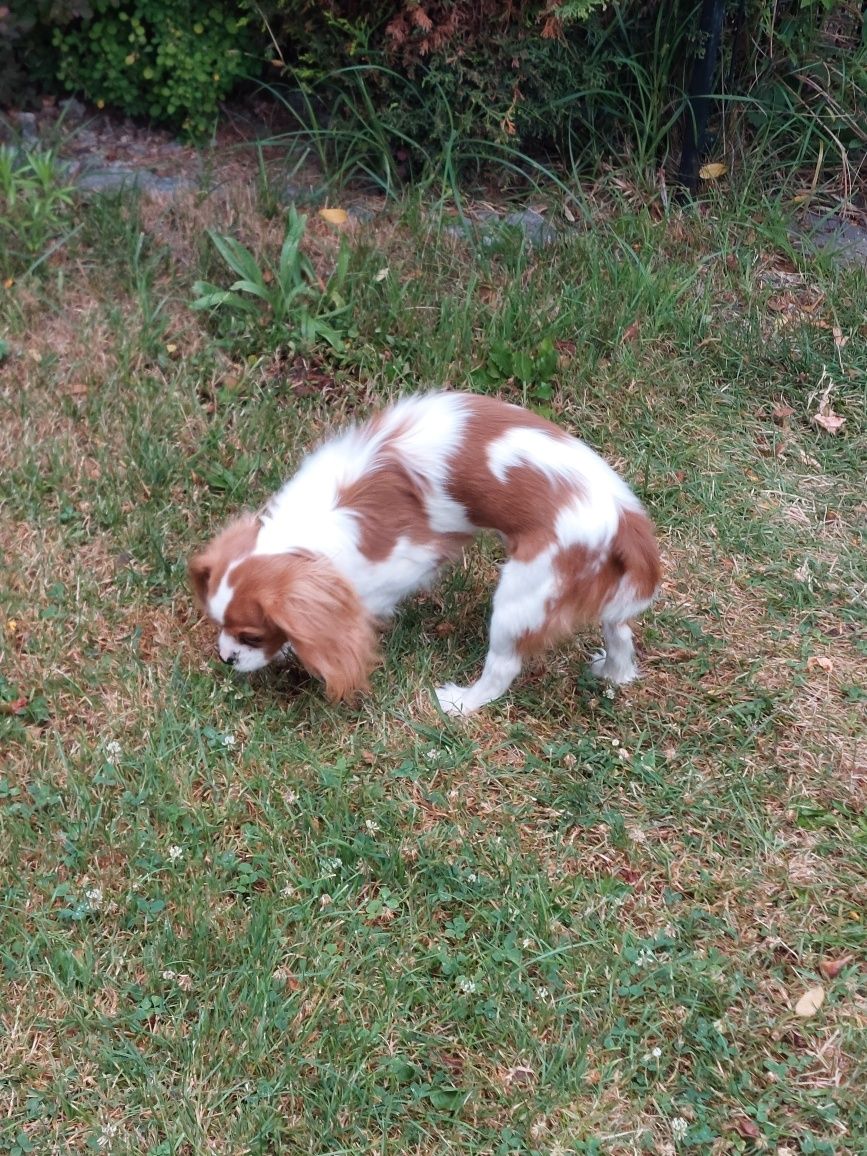 Cavalier King Charles spaniel piesek z rodowodem SWKIPR