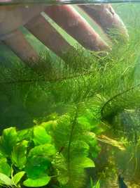 Roślina do akwarium - wywłócznik zielony