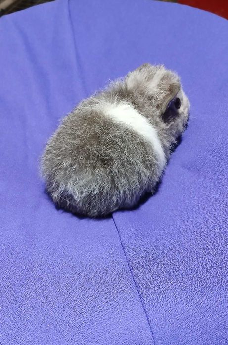 Морська свинка,  американська Тедді