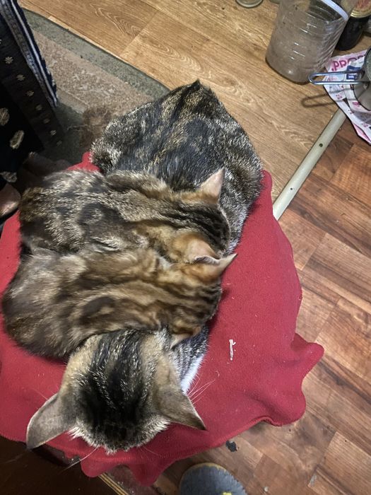 Продам трьох двомісячних породистих котинят