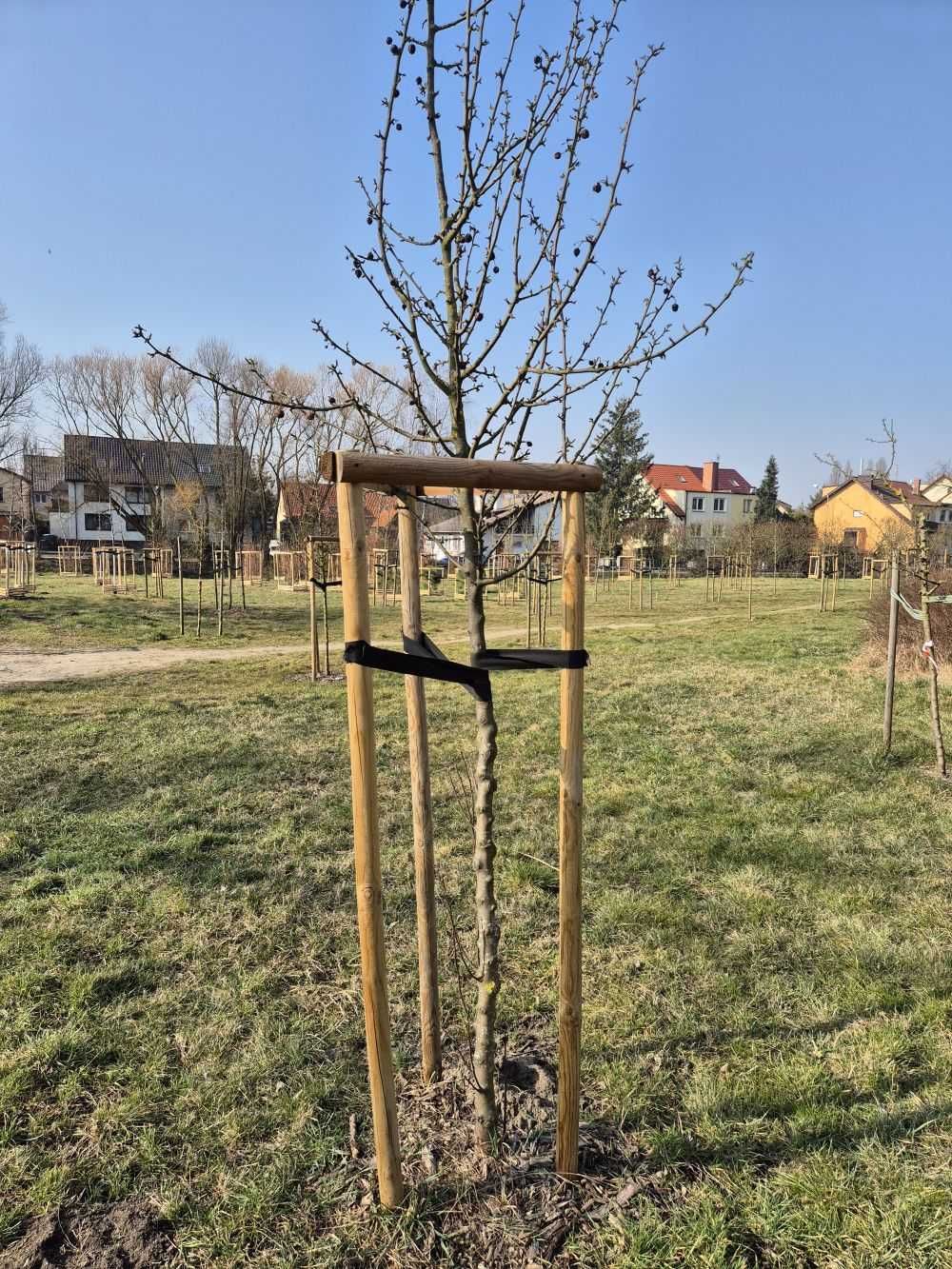 Podpora do drzew - katalp 5x250 Podpórka  palik drzewek nasadzeń