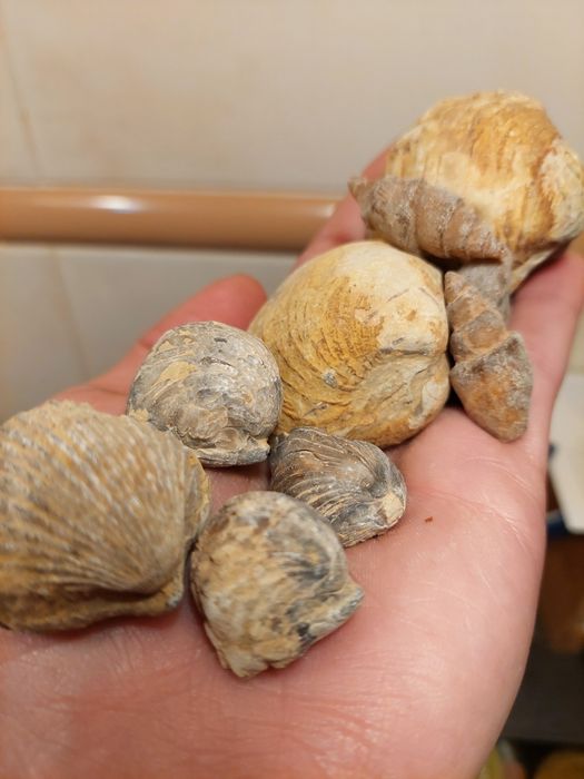 Fósseis lote 10 peças