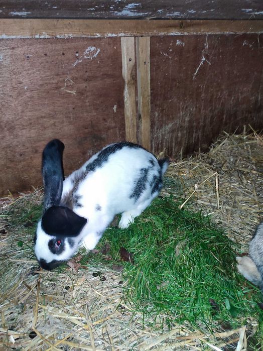 Króliki o wadze ok. 4,5 kg