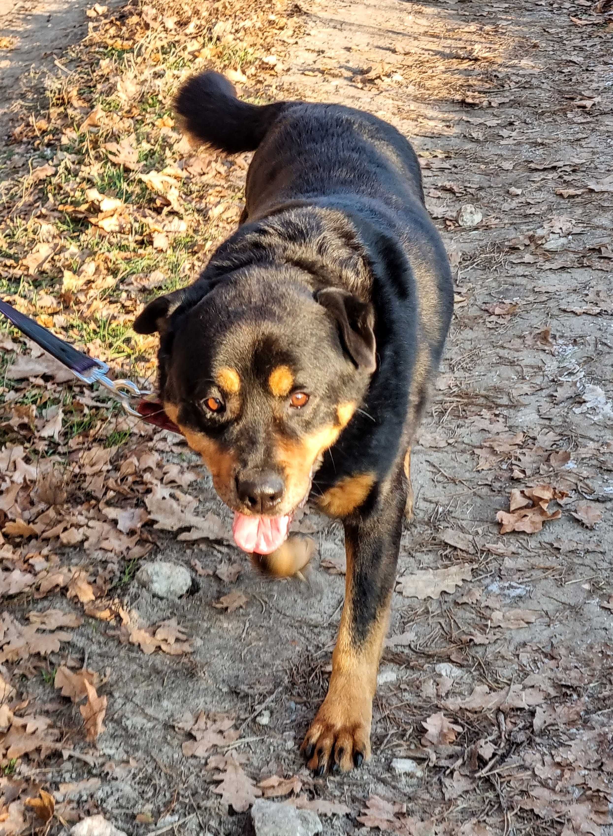 Fiodor - w typie rottweiler, bardzo przyjazny,  grzeczny i łagodny