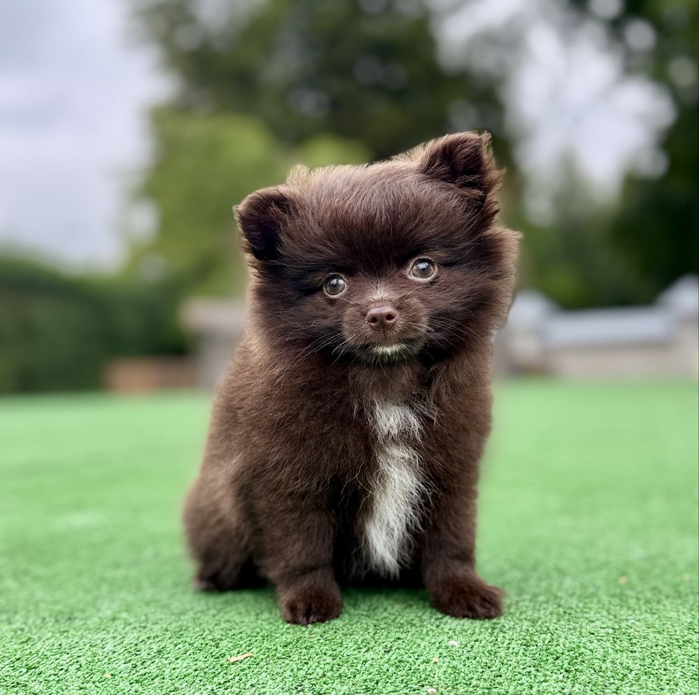 * Pomchi * czekoladowa,Chihuahua, szpic miniaturowy