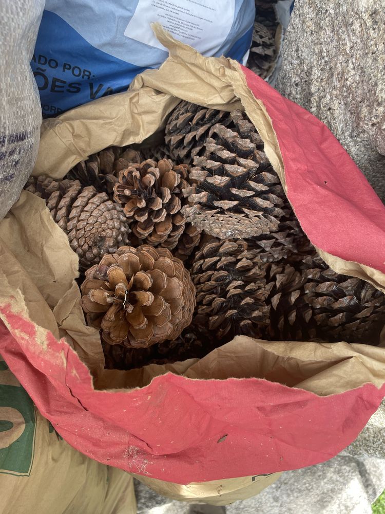 Pinhas deste ano para venda