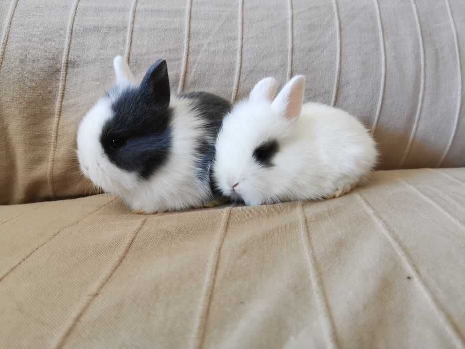 Coelhos anões mini Lop +gaiola nova+alimentação adequada