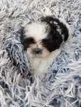 Biało -czarny piesek shih tzu z genem czekoladowym