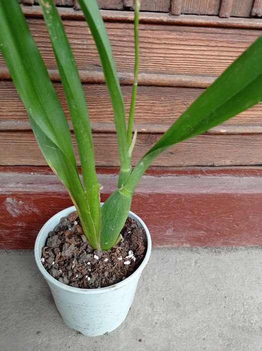 Орхидея Камбрия.