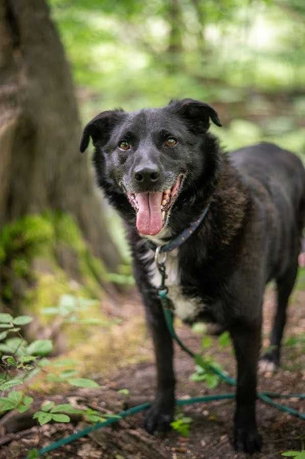 Wspaniały Sezamek poleca się do adopcji!