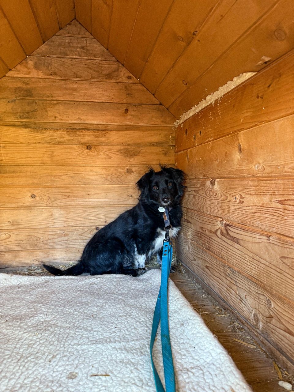 Piękna Misia do adopcji