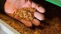Larvas de Tenebrio para alimentação animal
