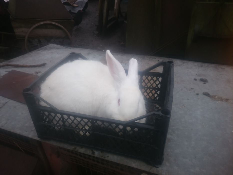 Кроликі панон з бабочкой, фландр,молодняк та великі кроли .