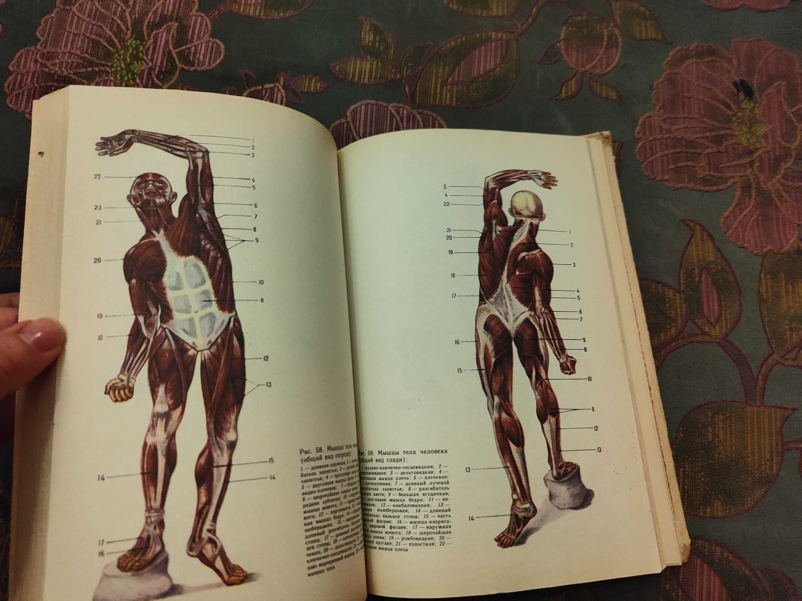 Гладышева, Анатомия человека, учебник для техникумов физической к