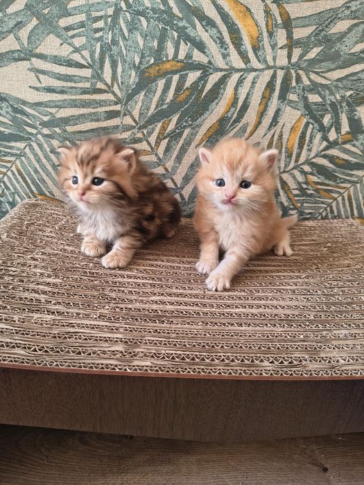 Kot syberyjski kotki międzynarodowy rodowód FPL