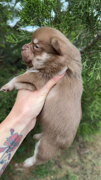 Цуценя метис шпіцбуль