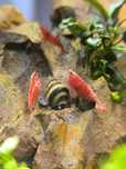 Krewetki Neocaridina Red Cherry