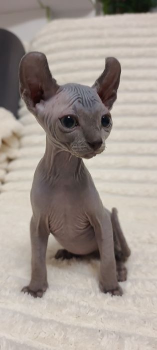 Продам  ельфа блакитного кольору