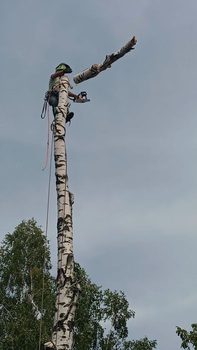 Удаление сложных деревьев. Измельчение веток. Распил на дрова.
