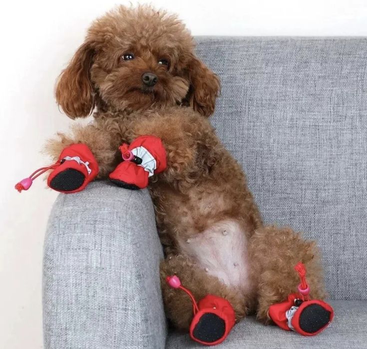 Meias para cachorro antiderrapantes impermeáveis