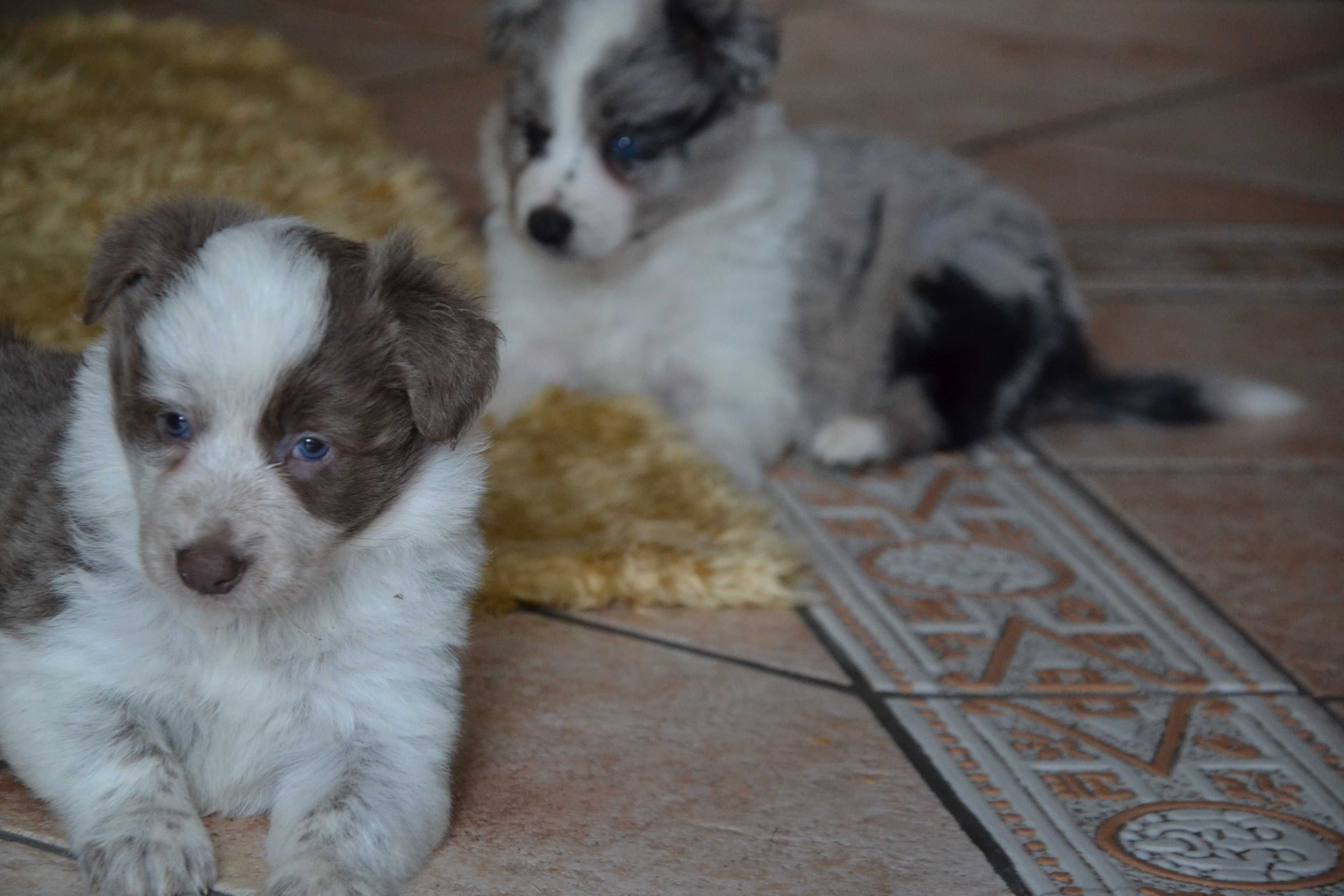 Border Collie Red White