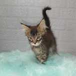 Kocurek Maine Coon