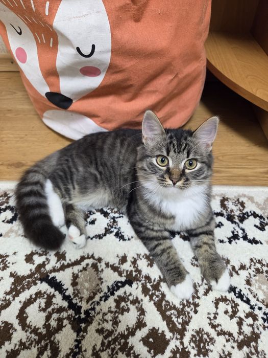 Віддам в добрі руки кішку.