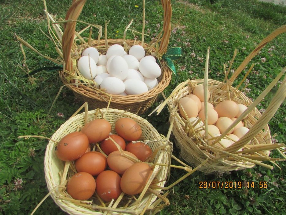 lęgowe jaja kolorowe, araukana, marans, karzełek, wyandotte ...