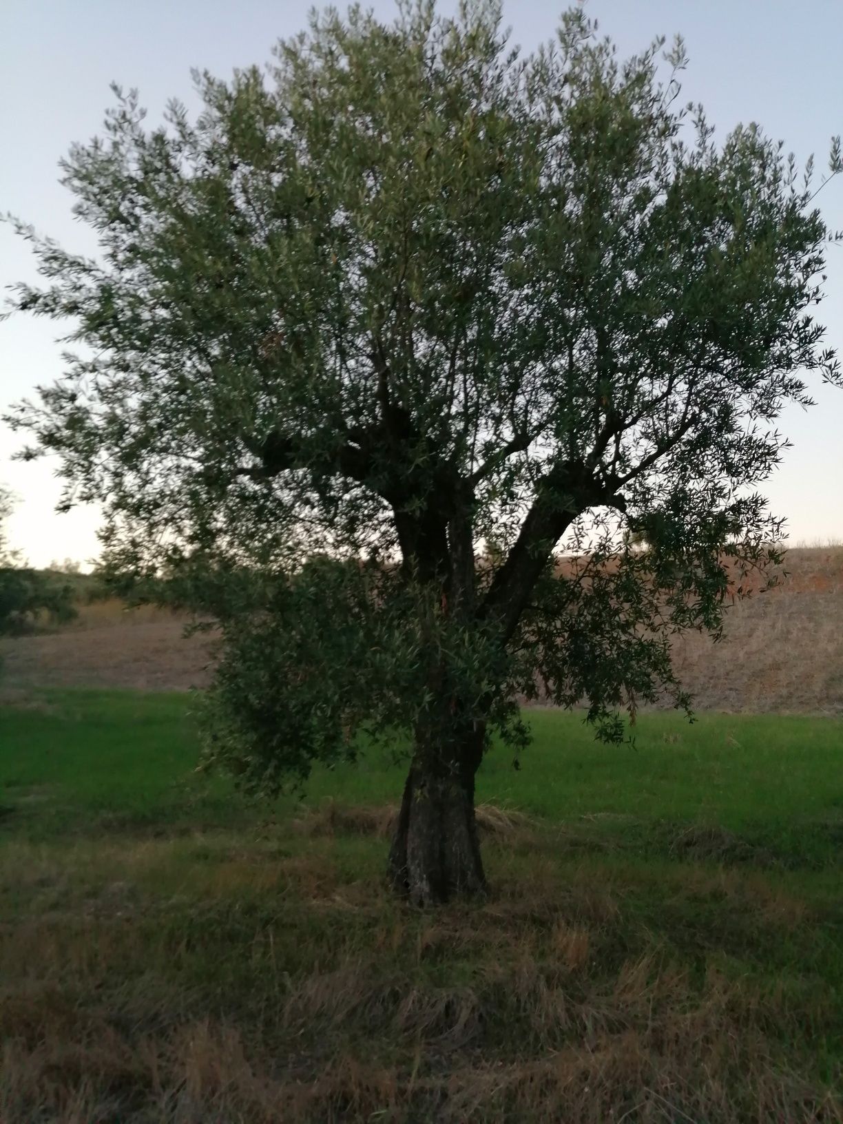 Oliveiras galegas centenárias