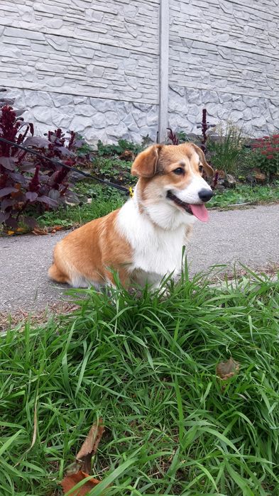 Лапотулі-лапулі коргі