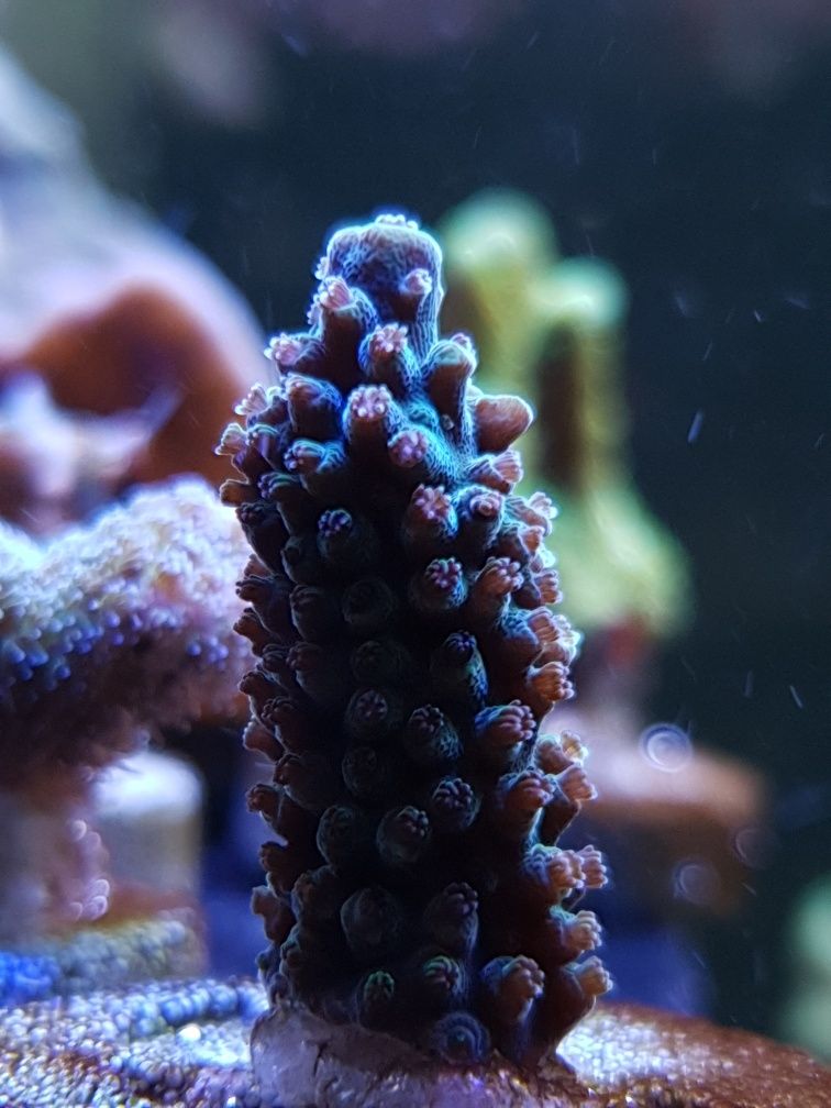 Acropora Zielona Koral SPS Akwarium Morskie