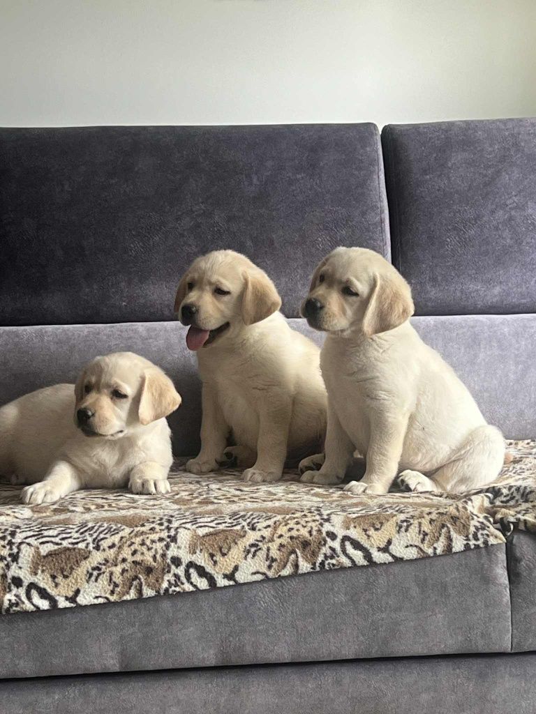Labrador śliczny szczeniak