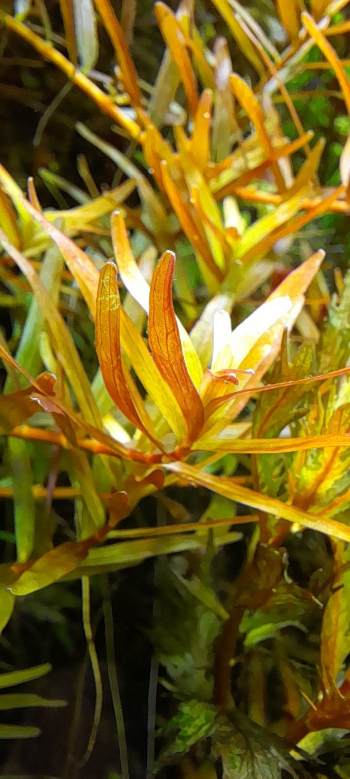 Rotala hong kong